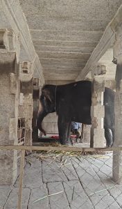 Lakshmi- the temple elephant of Hampi